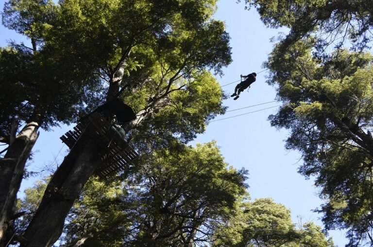 canopy (3)