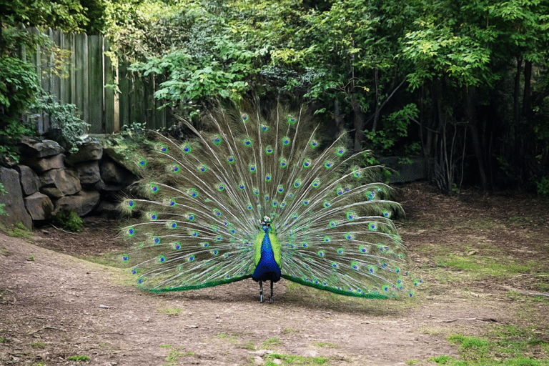 pavo